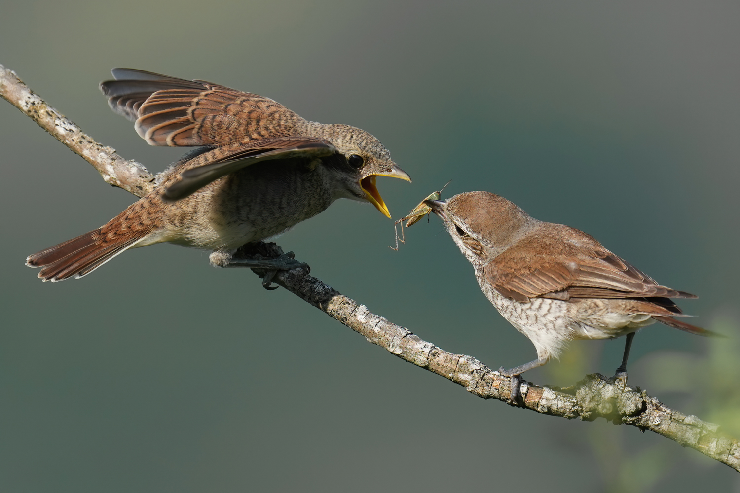 Neuntöter-Weibchen füttert flügges Junges