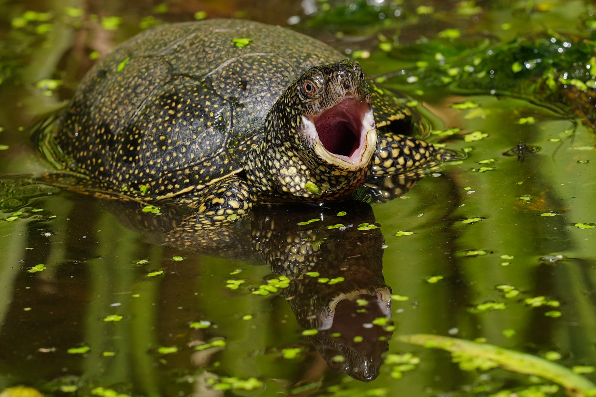 Europäische Sumpfschildkröte - ein Tag zum Gähnen