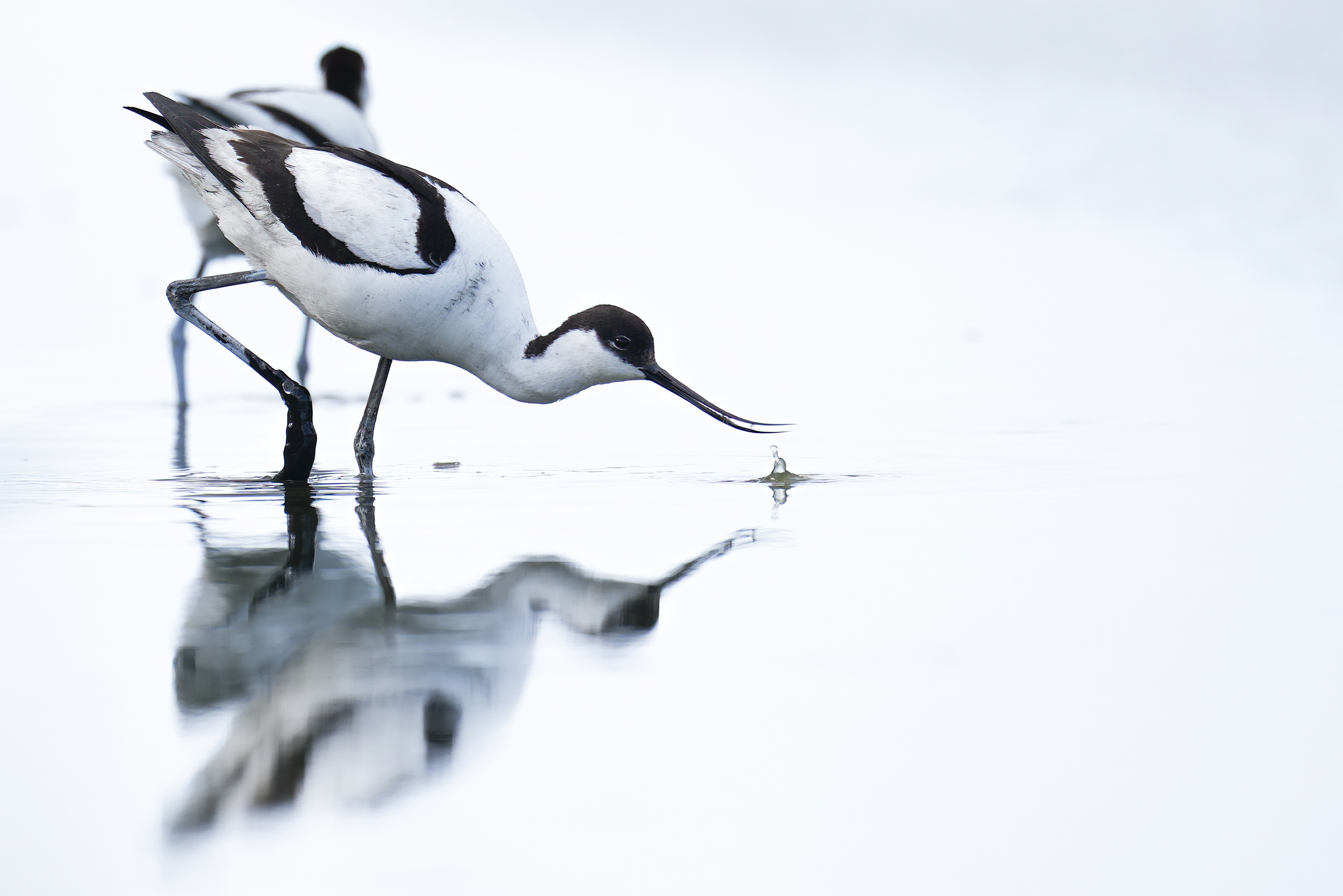 Säbelschnäbler (Recurvirostra avosetta) auf TEXEL