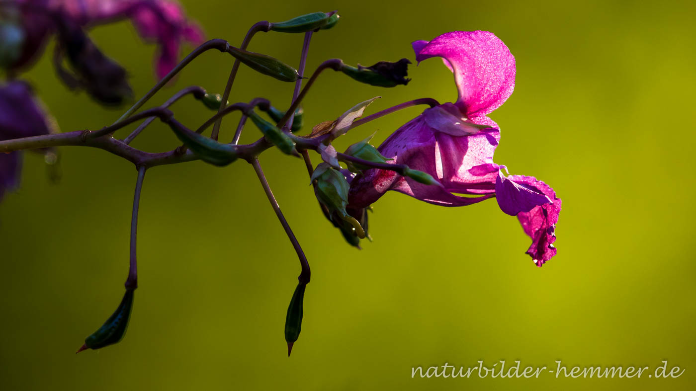 Drüsiges Springkraut (Impatiens glandulifera), ein nicht so gerne gesehener Neophyt, aber gerade im Gegenlicht von herrlicher Blütenfarbe und filigraner Ästhetik