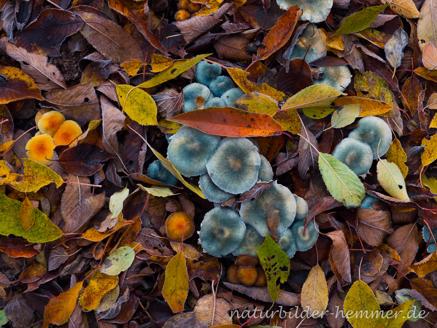 Noch kein Winter im November - Pilzmenü unter´m Kirschbaum